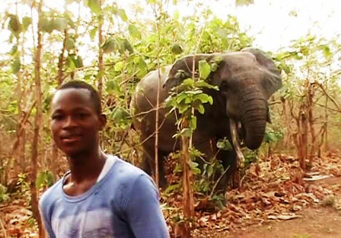 bfbhoney/images/animals_elephant_seidu1.jpg