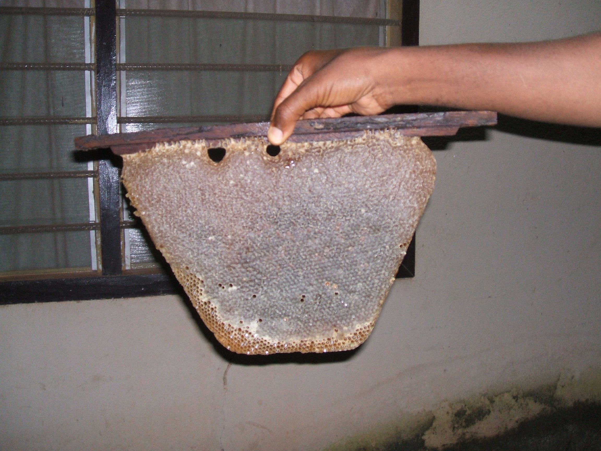 comb_ghana