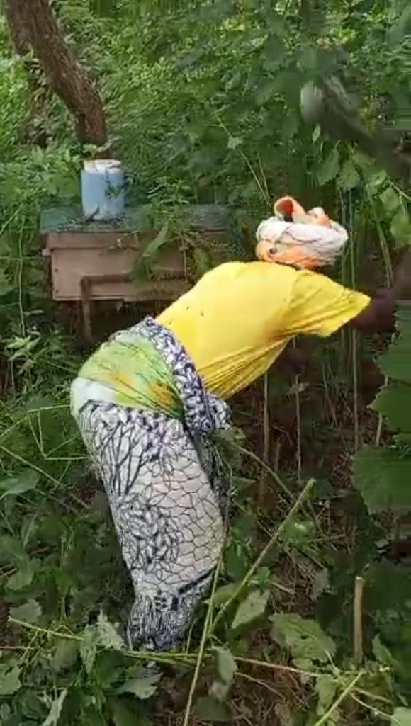 Bush clearing around apiaries