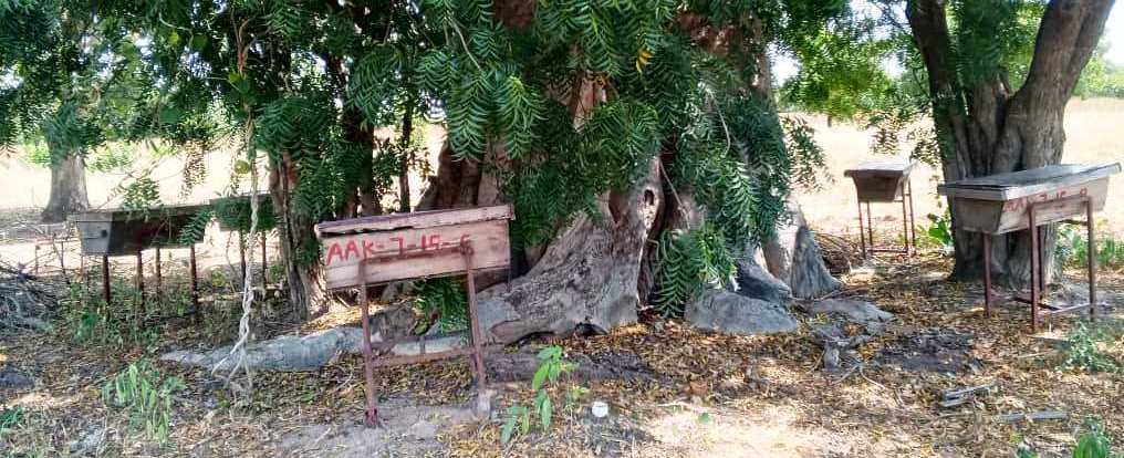 Well-organized apiary