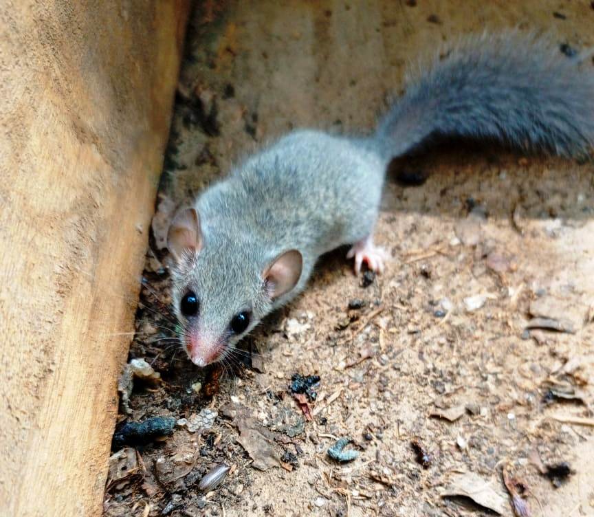 Pest dormouse damage