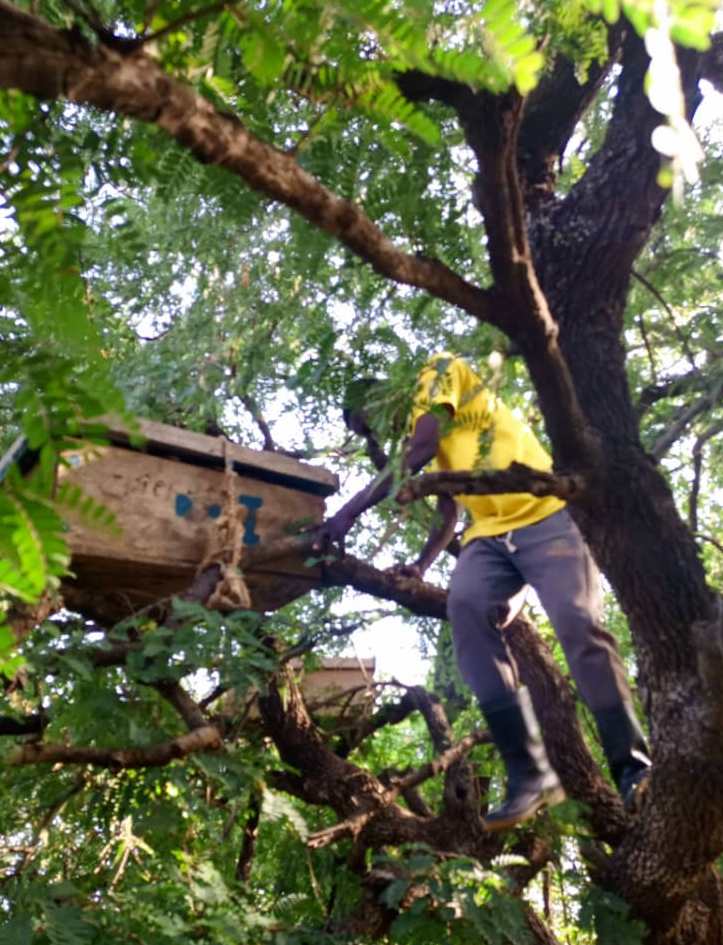 relocating bait hives