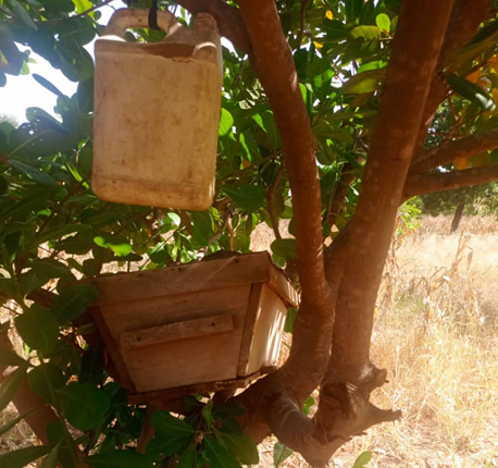 bait hives placed in shrub