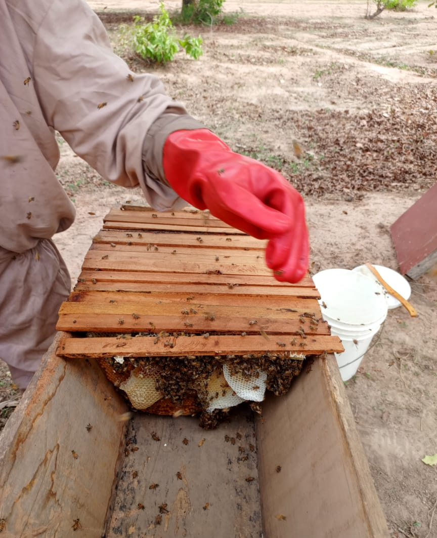 2026-04-14_hive_inspection_frame_removal.jpg