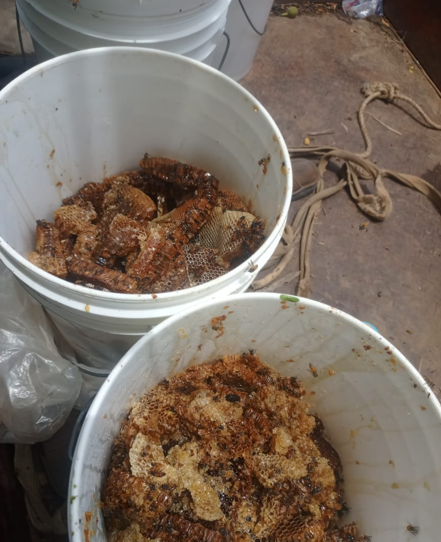 2026-04-30_harvested_honeycomb_buckets.jpg
