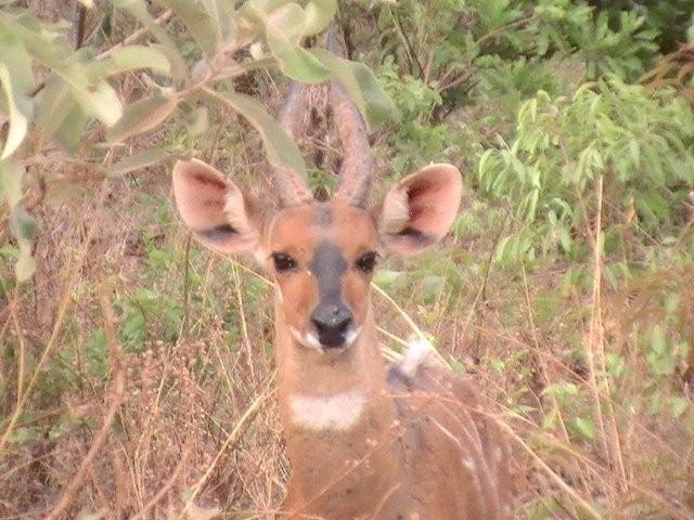 animals of Mole Park, Ghana