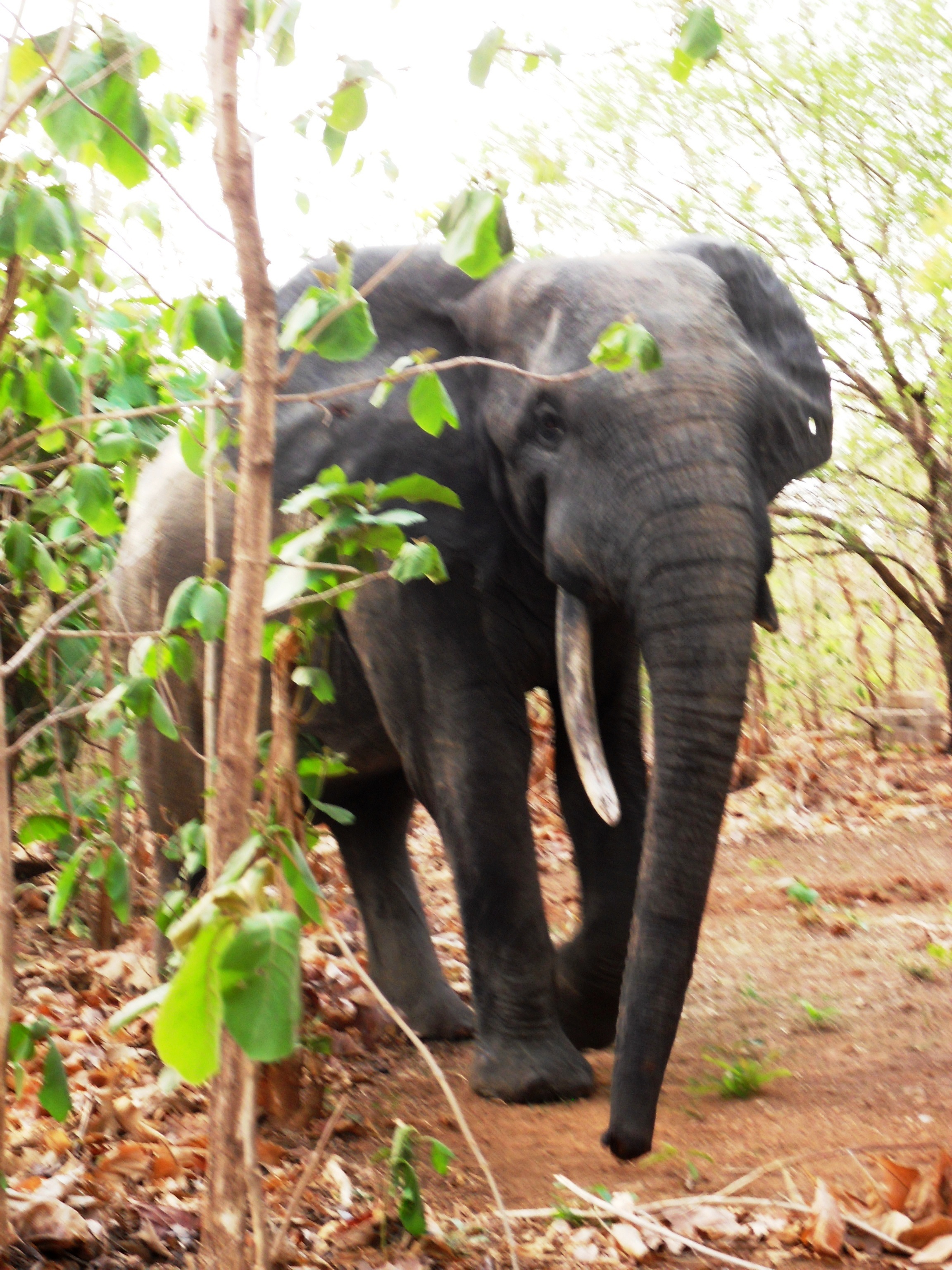 animals_elephant14