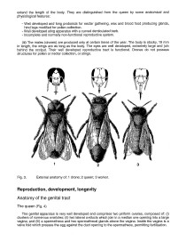 biology_of_the_honeybee_kilani.jpg