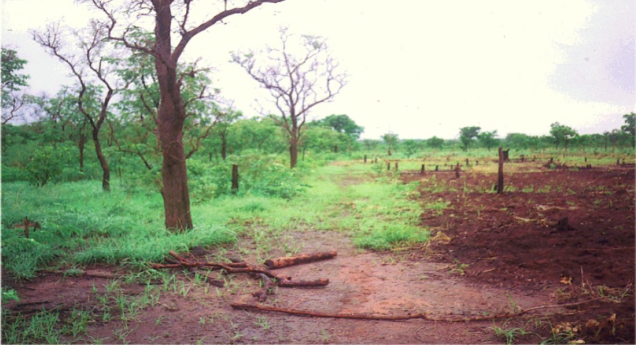 Crop damage caused by raiding elephants.