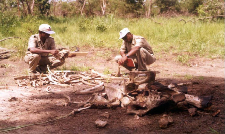 Remains of an elephant poached.