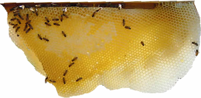 honeycomb.jpg