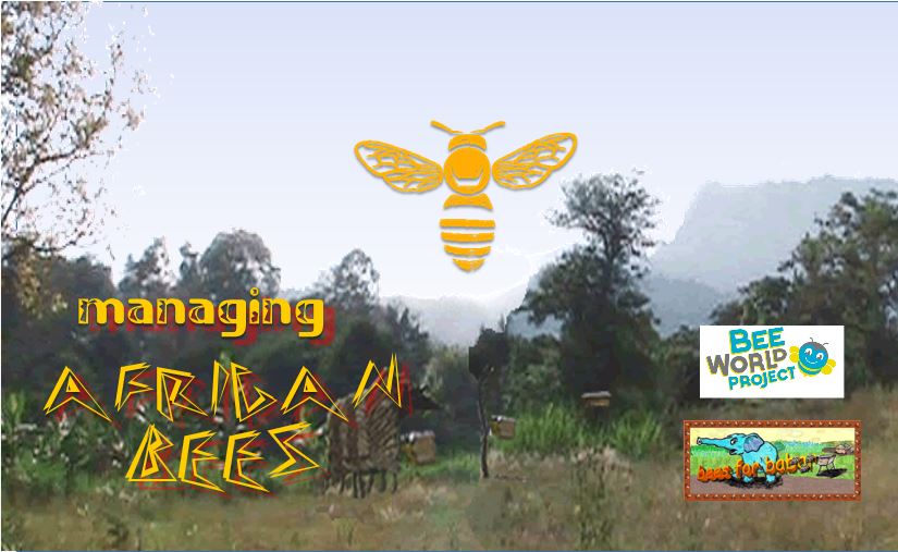 2012 bees for babar progress report, part 1