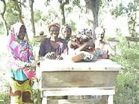 Members of women's cooperative using beekeeping as an income generating activity.