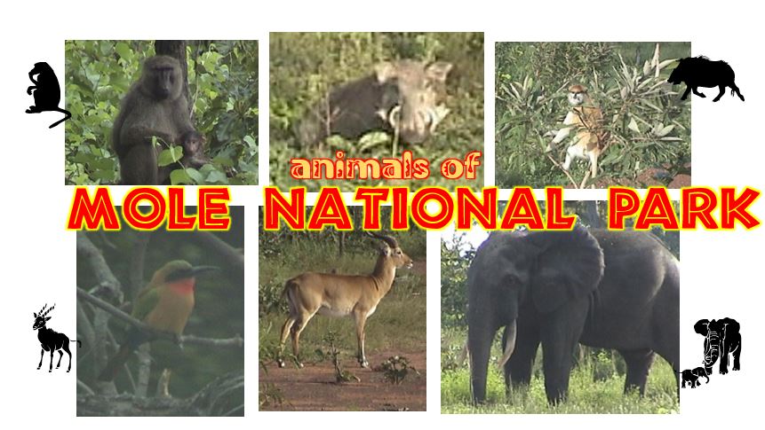 animals of Mole Park, Ghana