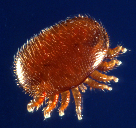 USDA photo-- Varroa mite enlarged