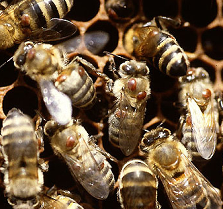USDA photo-- Varroa infested bees